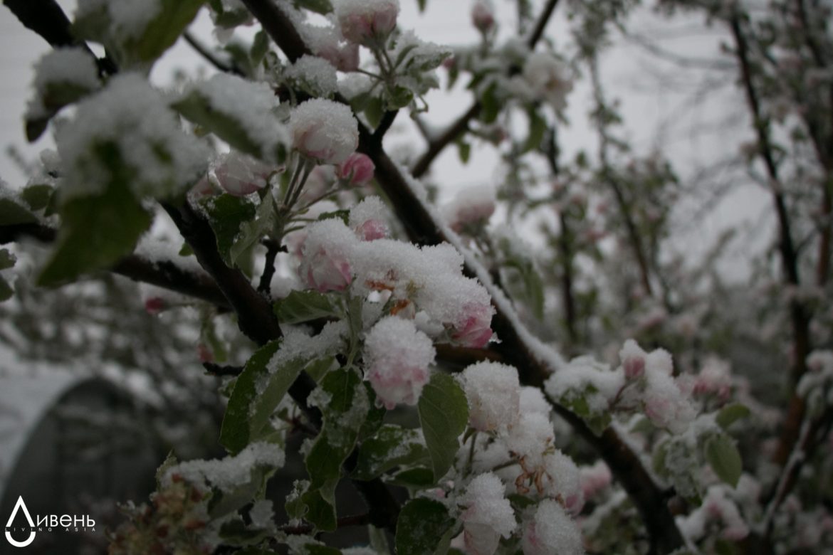 Цветы под снегом