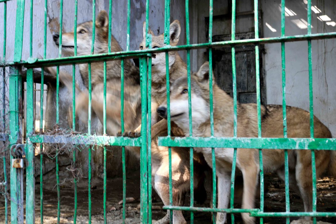 Зоопарк Таджикистана