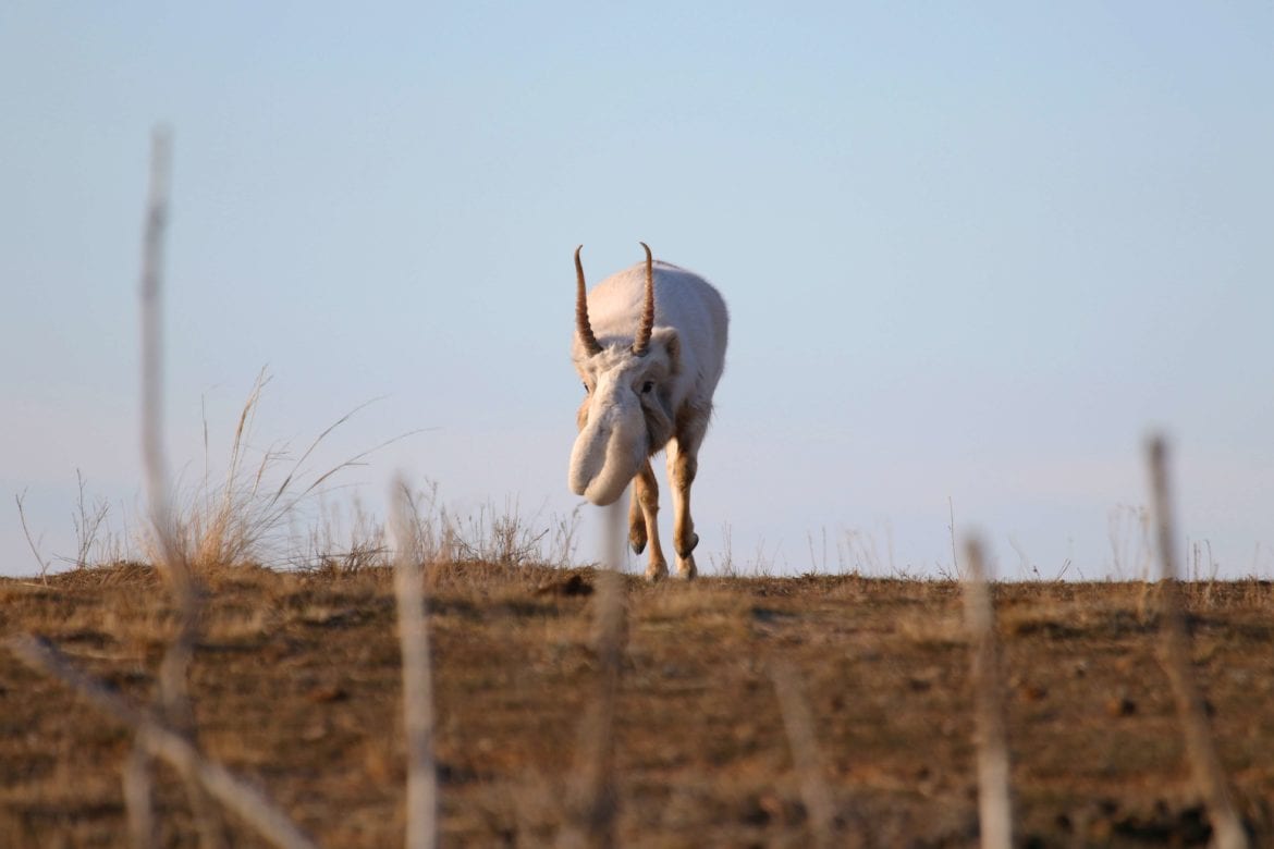 Saiga