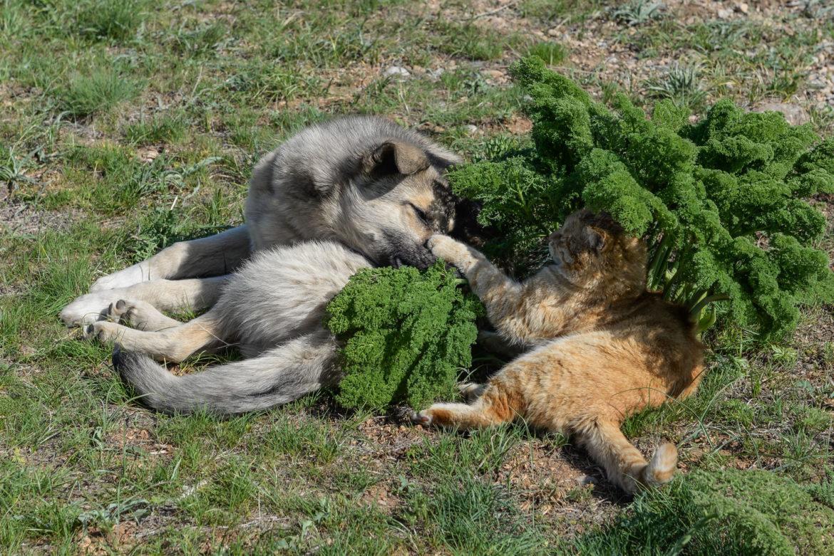 собака