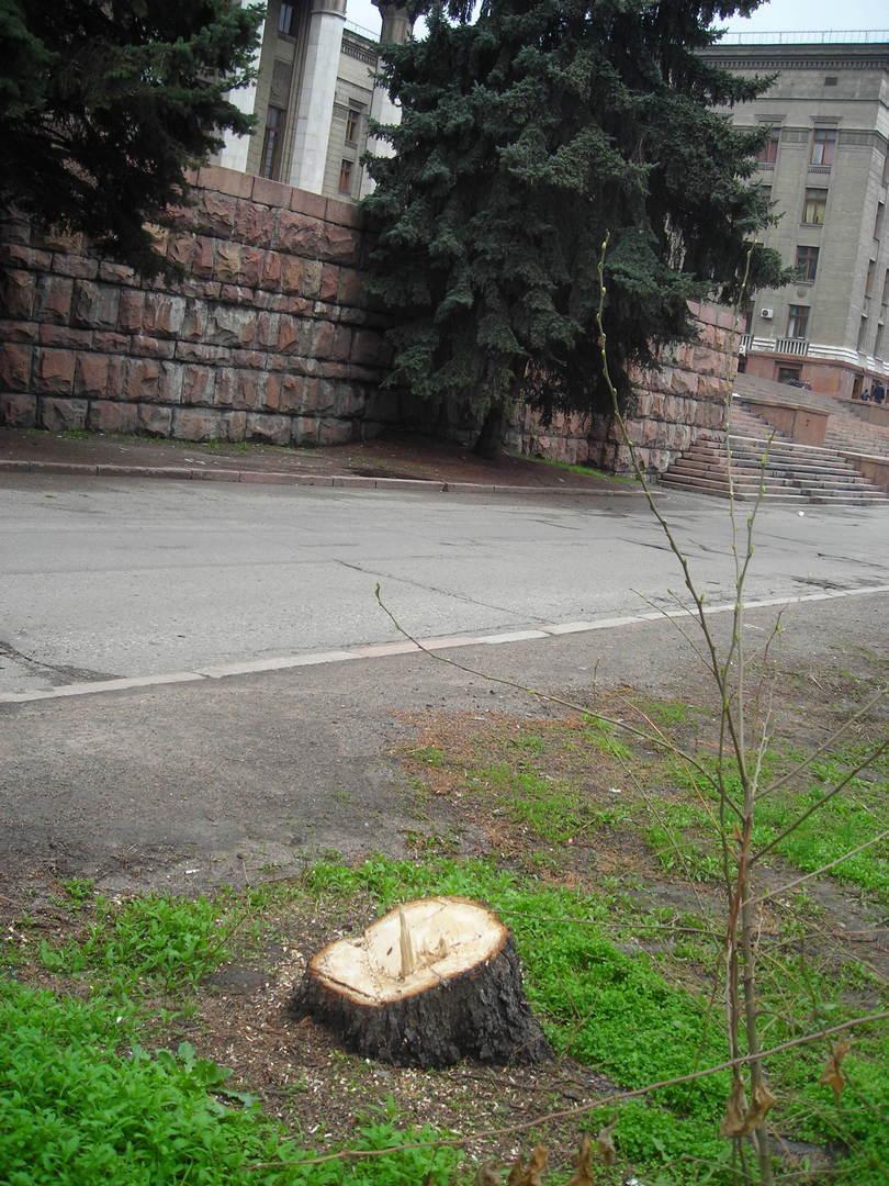 derevo дерево