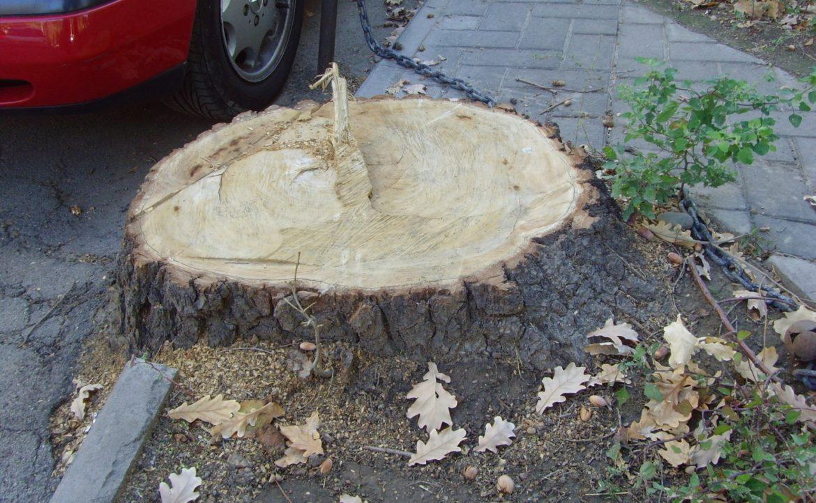 дерево