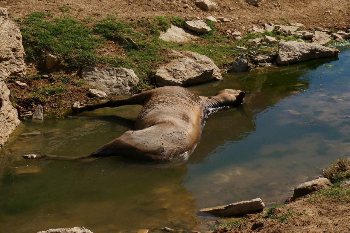 вода