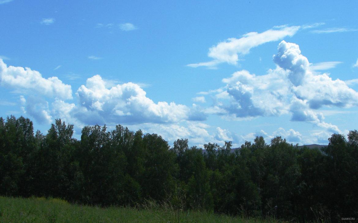лес